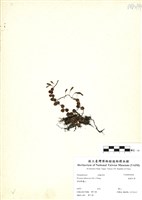 藏品(抱樹蕨)的圖片